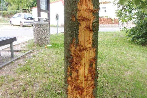 Kdo zničil mladou lípu v Rokycanech? Město nabízí odměnu, prověřuje i stopu se psem
