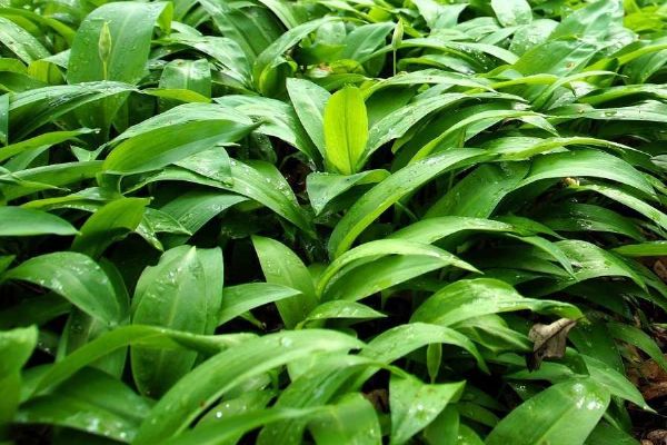 Medvědí česnek láká sběrače: v Praze platí v rezervacích zákaz a hrozí pokuty