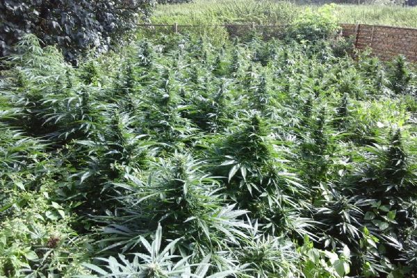 Pěstitel vypěstoval marihuanu za 2,3 milionu. Díky novele zákona vyvázl s podmínkou