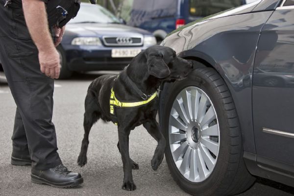 Policejní psi v kraji mají za sebou 142 úspěšných nálezů drog