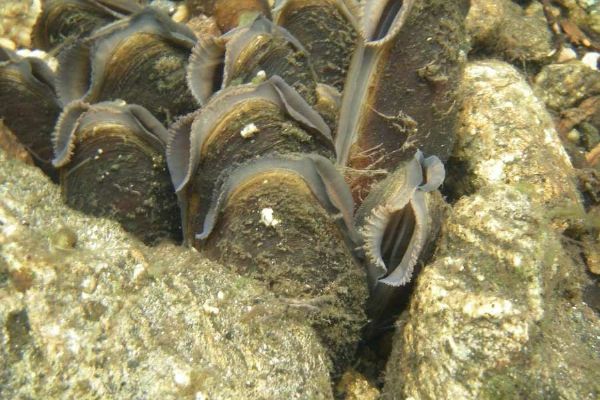 Šumavské vody se zlepšují, perlorodka ale zůstává ohrožená