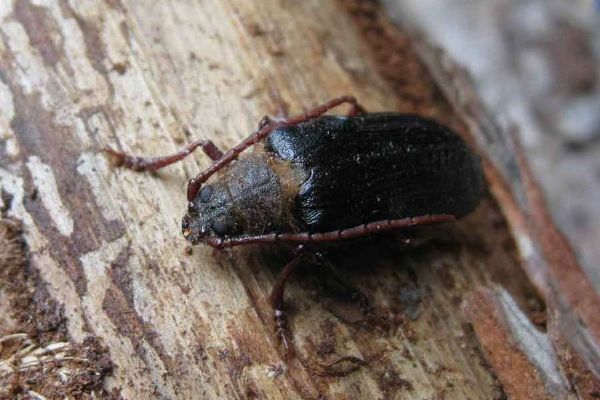 Trnoštítce horský se daří na Šumavě, výzkum ukazuje šíření po celém národním parku