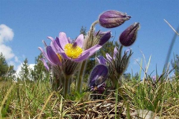 Vysočina dočasně uzavírá tři lokality, aby ochránila koniklece