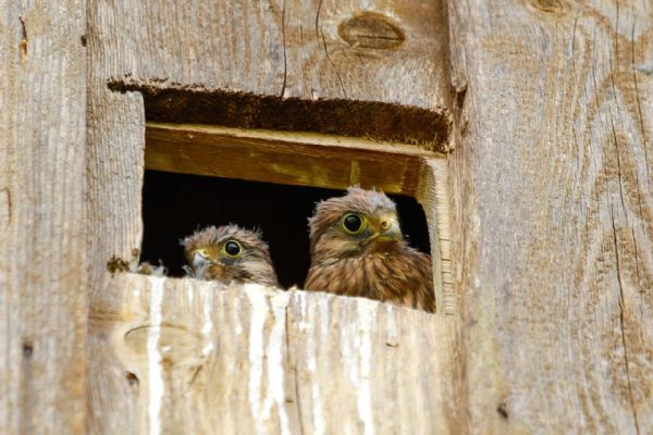 Záchranná stanice Rokycany loni pomohla 553 zvířátkům