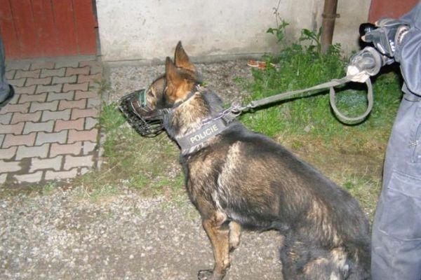Blovičtí policisté se služebním psem vypátrali pohřešovaného seniora