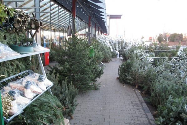V Klatovech ukradli 21 vánočních stromků