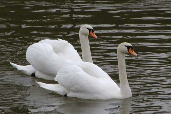 Správci boleveckých rybníků vyzývají veřejnost: Nekrmte labutě! 