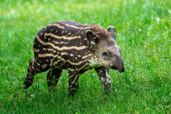 Do Zoo Praha na komentovaná krmení a do otevřených pavilonů