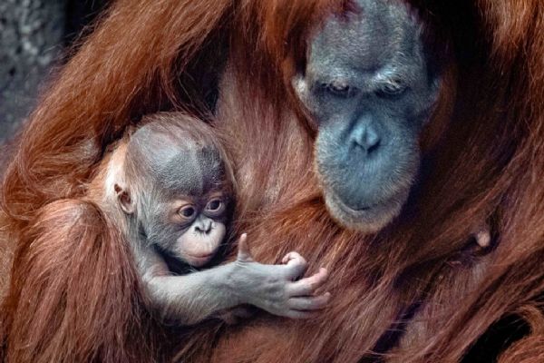 Jak jsme hledali a našli jméno pro orangutaní mládě