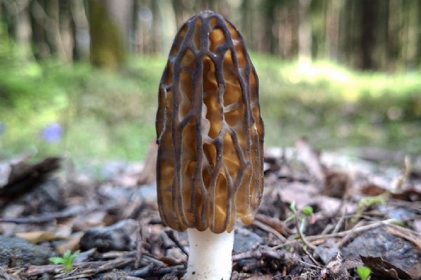 Meditační zahrada poprvé přivítá jarní výstavu hub. Mykologové poradí i s vlastními nálezy
