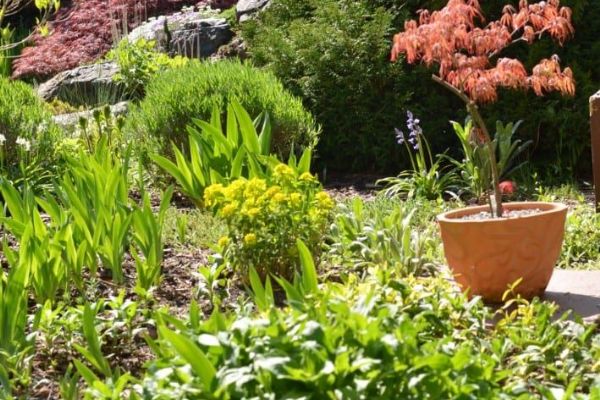 Tradiční výstava skalniček v Plzni láká na vzácné rostliny i výhodné nákupy