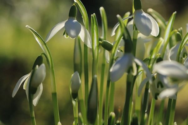Jaro v únoru? V kraji padaly teplotní rekordy, Klatovy hlásí 19,2 °C
