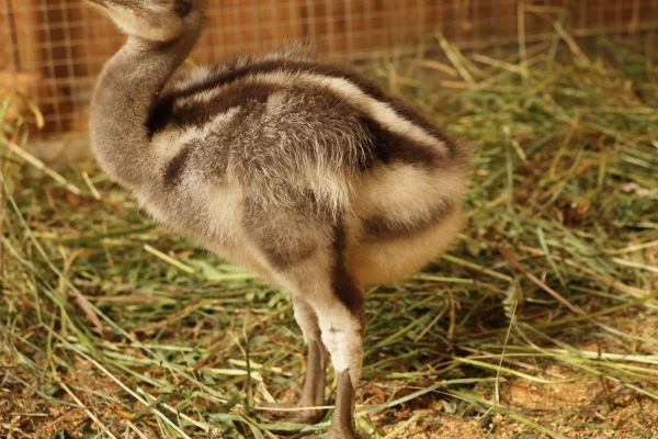 Historický úspěch: První mládě nandu Darwinových v plzeňské zoo