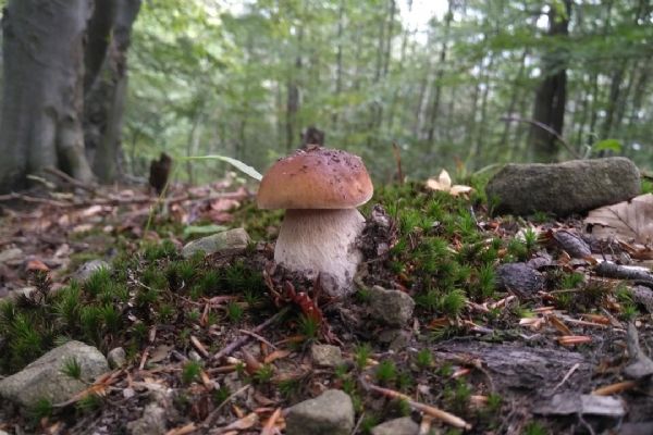 Na houbovou sezónu si ještě počkáme - vláha je, ale plodnice chybí