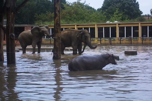 Pražská zoo připravena na povodně: evakuace zatím nemusí