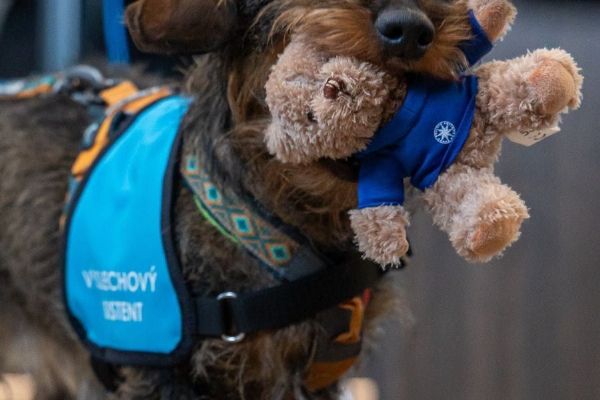 Psi u výslechů v Praze: policie testuje projekt Výslechový asistent
