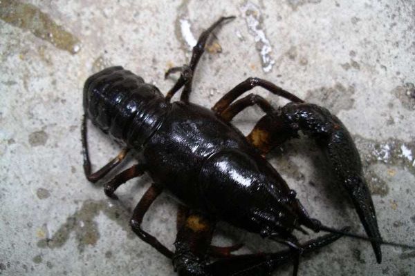 Závišínský potok: zlato, most i příběhy krajiny