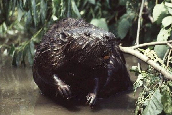 Bobři útočí na sídliště Jaselská