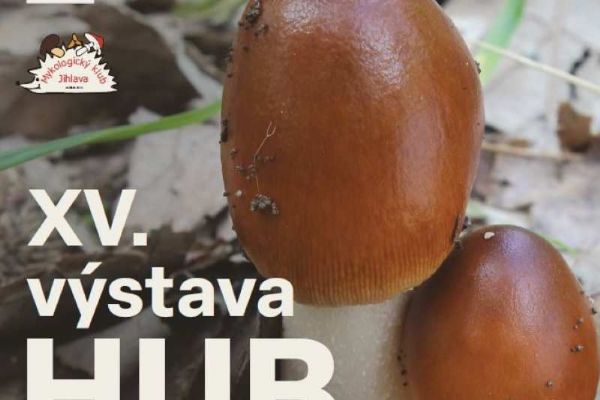 Houbaři slaví: Plné košíky a aktuální mapa hub online!