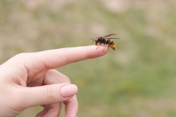 Invazní „vetřelci“ dorazí do centra Plzně. Lidé uvidí sršeň asijskou, raky i nebezpečné rostliny