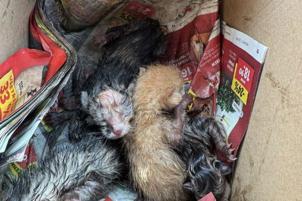 Krutý osud koťat: muž odsouzen za týrání v Plzeňském kraji