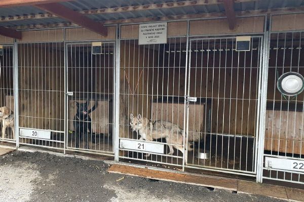 Pes napadl 11letou dívku. Policie obvinila obec, útulek i skautskou vedoucí