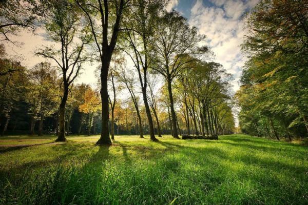 Plzeň revitalizuje lochotínský park - nové záhony a tůňka 