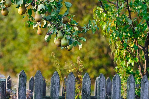 Plzeň se zazelení. Rozdá 700 ovocných stromů, žádosti do konce srpna