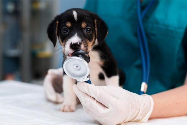 Plzeňský kraj je stále bez noční veterinární pohotovosti