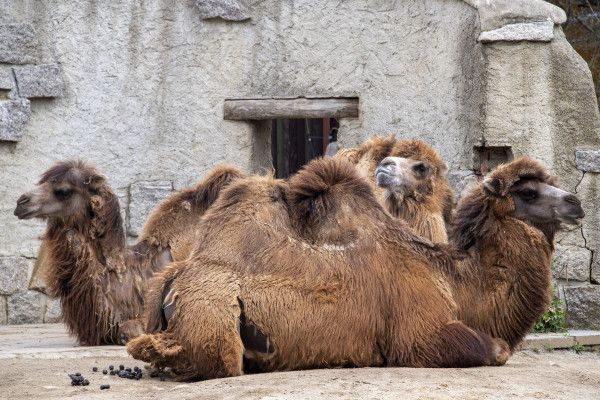 Prázdninová dobrodružství v Libereckém kraji: dinosaury, sklo a veteráni čekají!