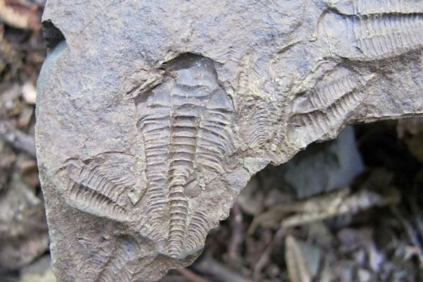 Rokycanské muzeum slaví 120 let: Od trilobita po sekretář!