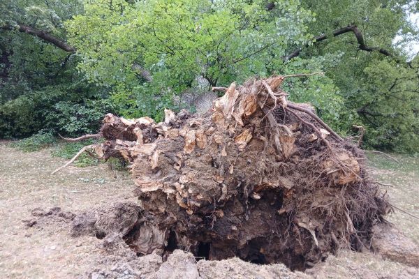 Statná lípa v Domažlicích padla - obyvatelé chtějí její sochu