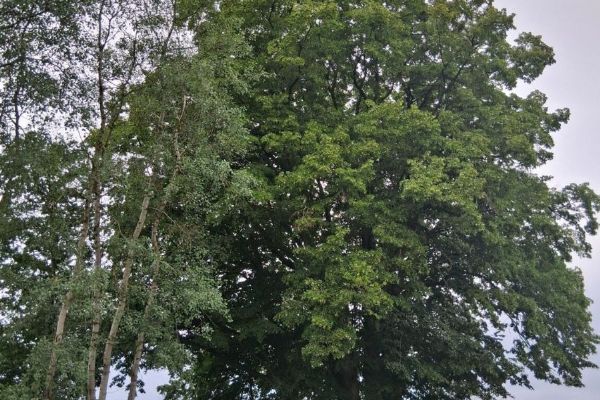 U silnice na Klatovsku stojí nová přírodní dominanta. Lípa je památným stromem