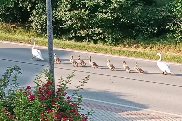 V Litvínovicích se opět objevila labutí rodina. Obec instalovala výstražné značky kvůli pohybu u silnice