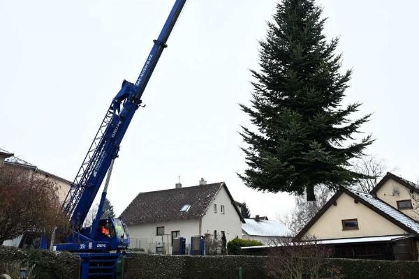 Vánoční strom z Vysočiny opět poputuje do Nizozemí