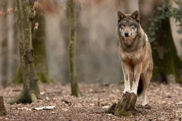 Vyhláška o vlčí regulaci v Jihočeském kraji budí kontroverze