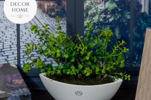 Zelené rostliny z e-shopu Home Decor Home: Dokonalá kombinace krásy a pozitivní nálady ve vašem domově