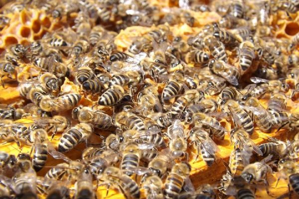 U Staňkova ukradli pět úlů se včelami