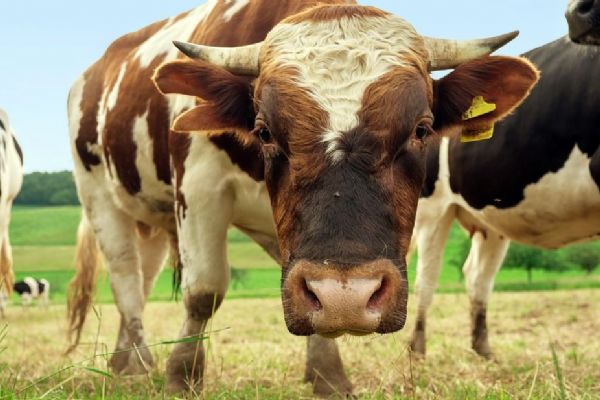 Z pastviny u Dílů ukradli dvousetkilového býčka