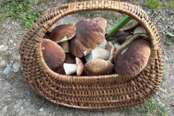 Karlovarský kraj: Ztraceni při sběru hub v lese, během jednoho dne tři případy Karlovarský kraj: Ztraceni při sběru hub v lese, během jednoho dne tři případy