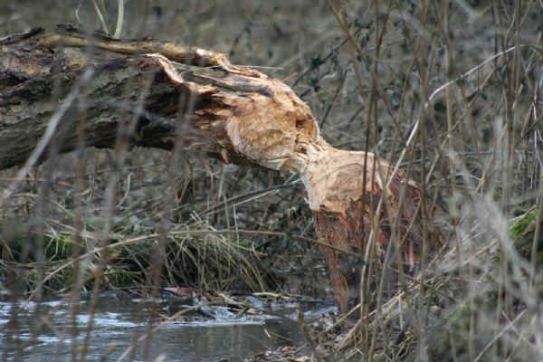 Rybník Okrouhlík u Postřekova na Domažlicku ochrání klamač bobrů