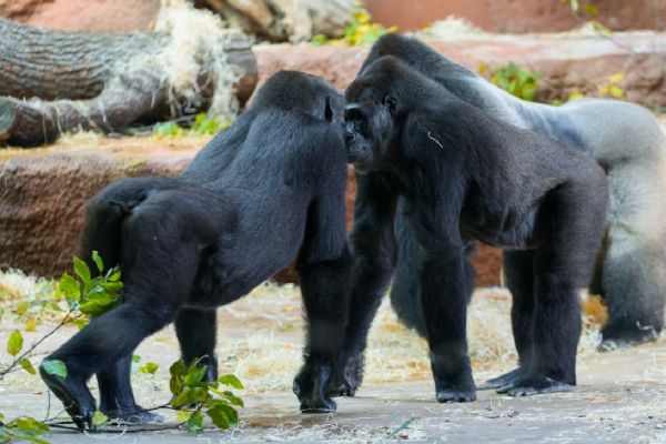 Gorilí rodina v Zoo Praha je pohromadě. Nováčci se spojili se zbytkem skupiny