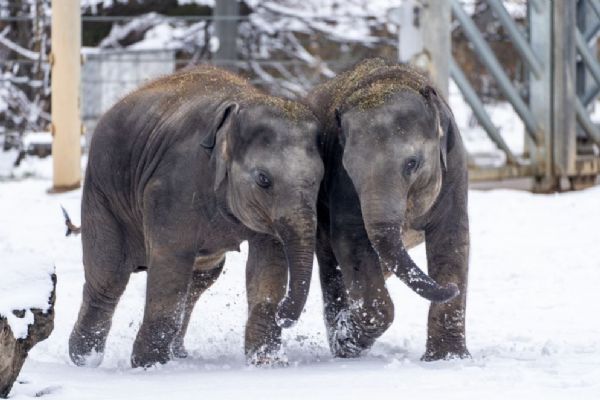 Zoo Praha láká k návštěvě i během zimy