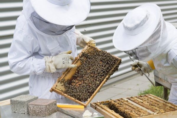 Olomoucký kraj podporuje včelaře