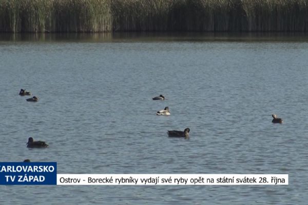 Ostrov: Borecké rybníky vydají své ryby opět na státní svátek 28. října (TV Západ)
