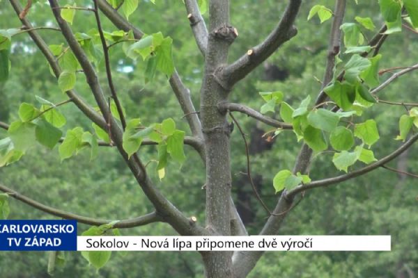 Sokolov: Nová lípa připomene dvě výročí (TV Západ)