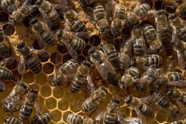 Chodov: Město opět podpoří místní včelaře