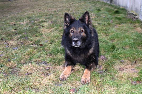 Chodov: Zloděje vypátral policejní pes Irmo