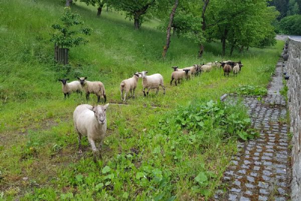 Karlovy Vary: Sad s vzácnými odrůdami třešní vypásají ovce