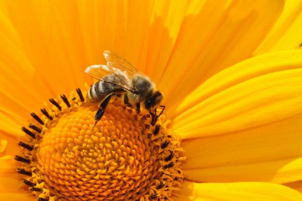 K včelařům poputují dotace od Karlovarského kraje